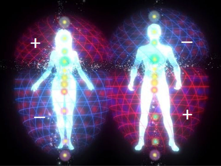 torus human energy